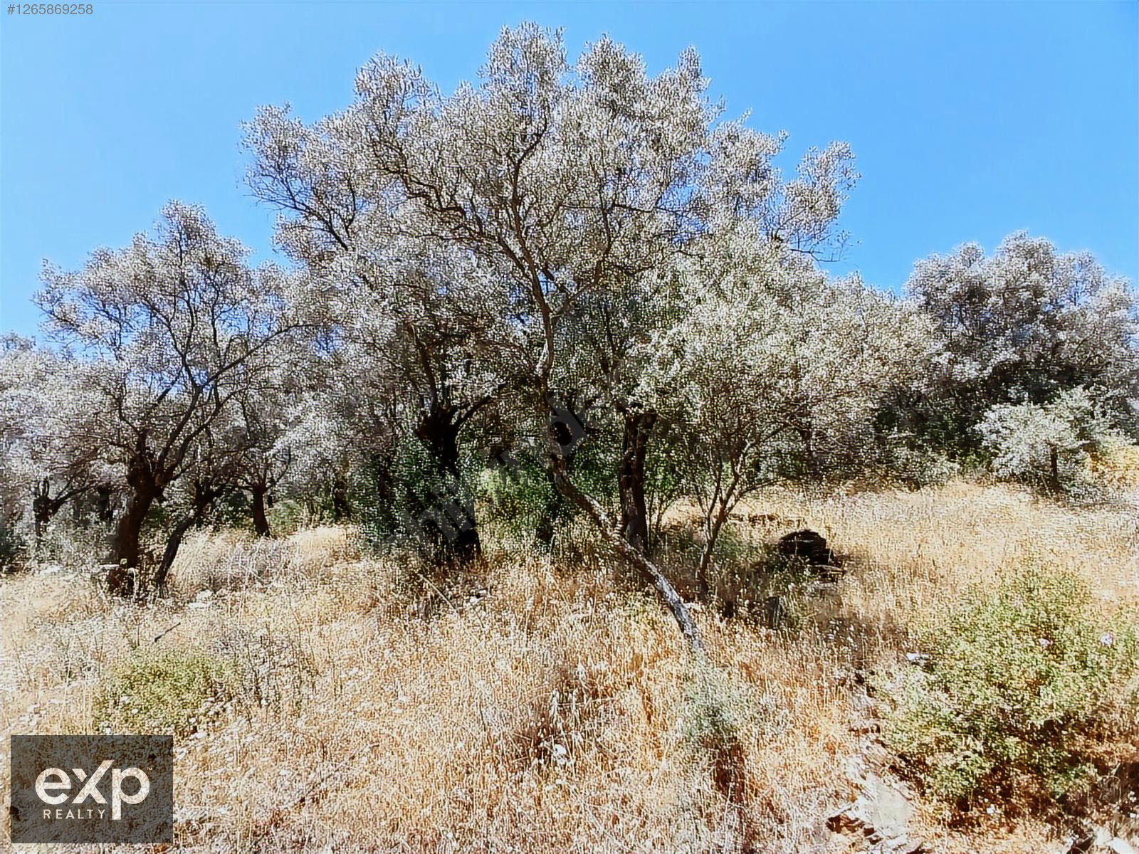 Bayındır Kızıloba Köyünde 630 m2 Satılık Zeytinlik - İZMİR BAYINDIR fotoğraf 4